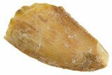 Bargain, Raptor Tooth - Real Dinosaur Tooth #305524-1